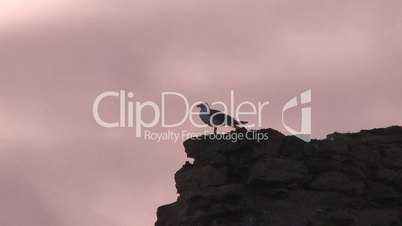 Gull on rock at sunset