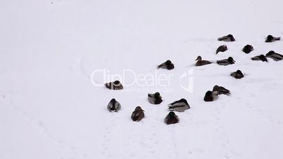 Pan ducks on the snow