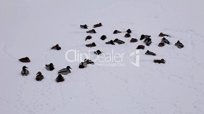 ducks on the snow time lapse