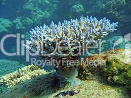 Korallen im Great Barrier Reef