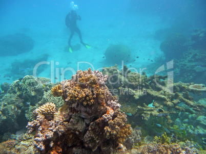 Taucher im Great Barrier Reef