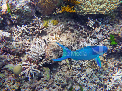 Korallen im Great Barrier Reef