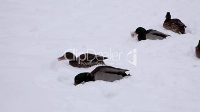 ducks feed  on the snow