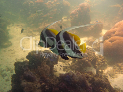 Fische im Great Barrier Reef