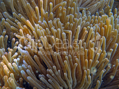 Seeanemone