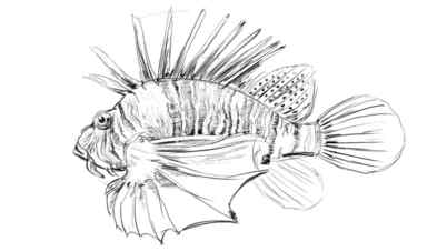 Pencil sketch of sea fish