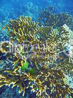 Unterwasserwelt im Great Barrier Reef