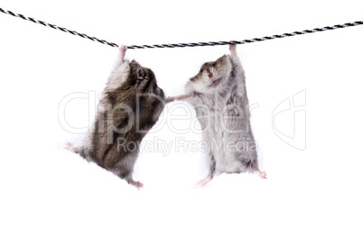 Two funny dwarf hamsters on a rope