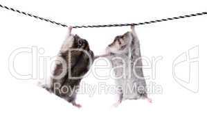 Two funny dwarf hamsters on a rope