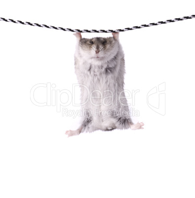 little dwarf hamster on a rope