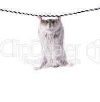 little dwarf hamster on a rope