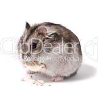 little dwarf hamster eating pumpkin seed