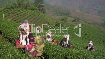 Green Tea Harvest