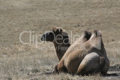 Bactrian Camel