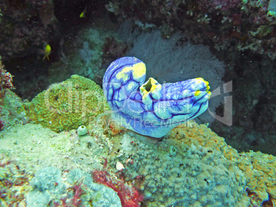 Unterwasserwelt im Great Barrier Reef