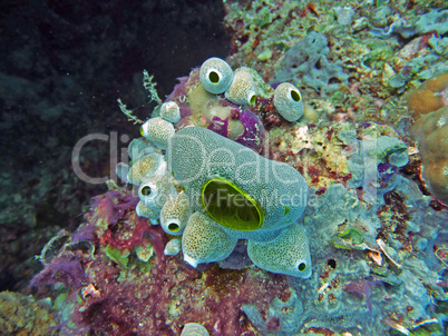 Unterwasserwelt im Great Berrier Reef