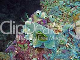 Unterwasserwelt im Great Berrier Reef