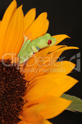 Frosch und Sonnenblume