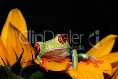 Frosch und Sonnenblume