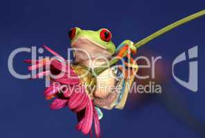 Frosch und Blume
