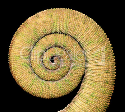 chamäleon schwanz - spirale