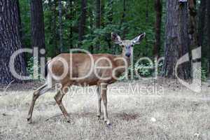 Doe in the Forest