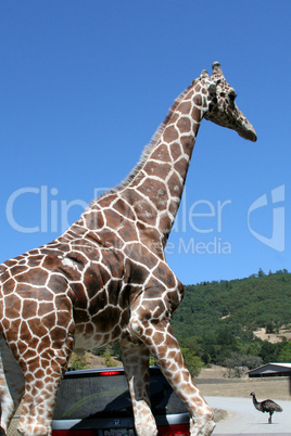 Giraffe