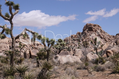 Joshua Tree National Park