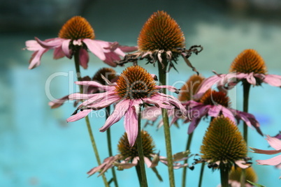 Purple Coneflowers