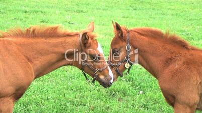 Foals Touching Noses