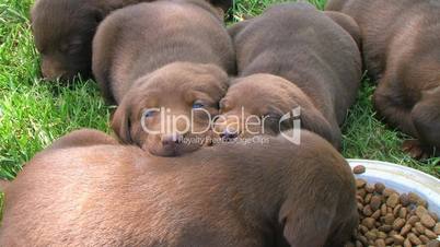 Lab Puppies Eating and Sleeping