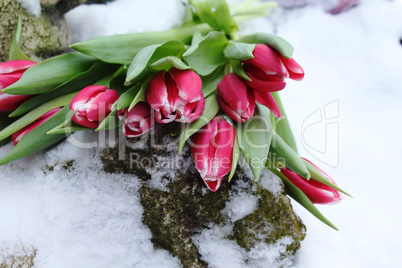 Tulpen im Schnee