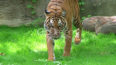 Tiger Walking In Grass 03