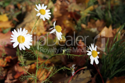 butterblumen im herbst