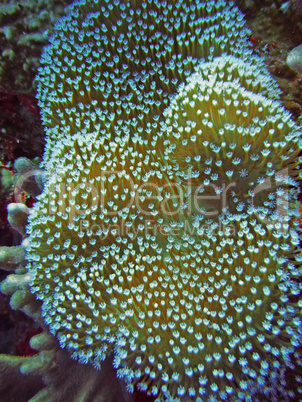 Unterwasserwelt im Great Barrier Reef