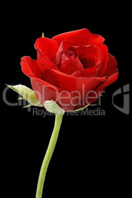 Rote Rose