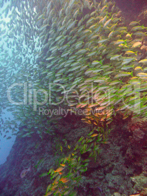 Fischschwarm im Great Barrier Reef