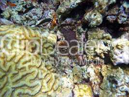 Unterwasserwelt im Great Barrier Reef
