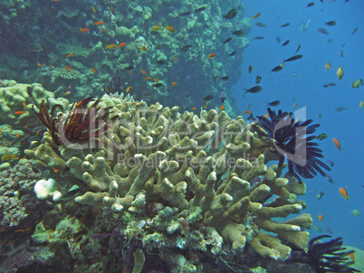 Unterwasserwelt im Great Barrier Reef