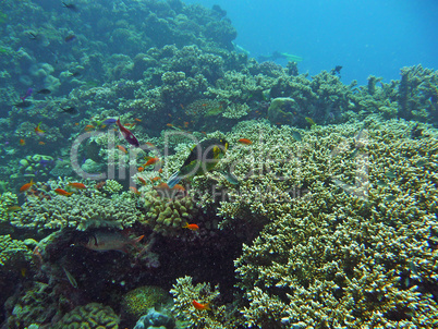 Unterwasserwelt im Great Barrier Reef