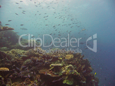 Fisch im Great Barrier Reef