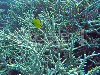 Unterwasserwelt im Great Barrier Reef