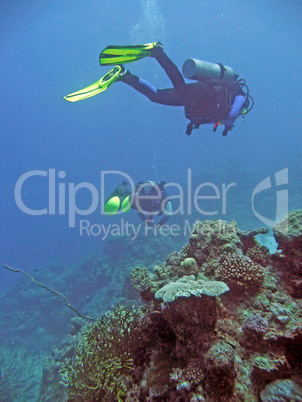 Taucher im Great Barrier Reef