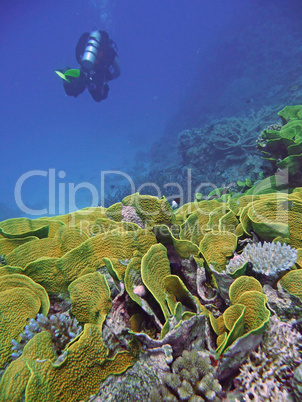 Unterwasserwelt im Great Barrier Reef