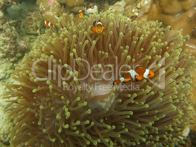 Seeanemone und Clownfisch