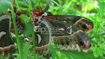 Cecropia Moths Mating 02