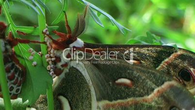 Cecropia Moths Mating 03