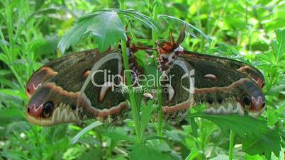 Cecropia Moths Mating