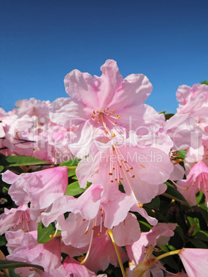 Pink Blumen