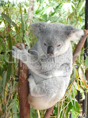 Koala in Australien